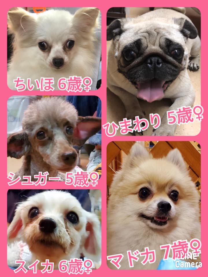 🐾今日の里親様募集中ワンコ🐶メンバーです🐾2020,9,18